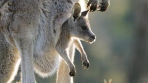 160512160011_kangaroo