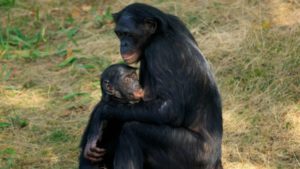 160512160841_breastfeeding_bonobo_640x360_alamy_nocredit